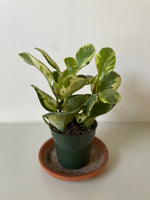 Load image into Gallery viewer, Peperomia 'Marble'
