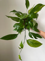 Load image into Gallery viewer, Raphidophora 'Tetrasperma
