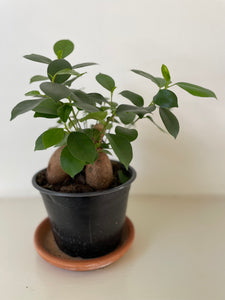 Ficus Ginseng 'Microcarpa'
