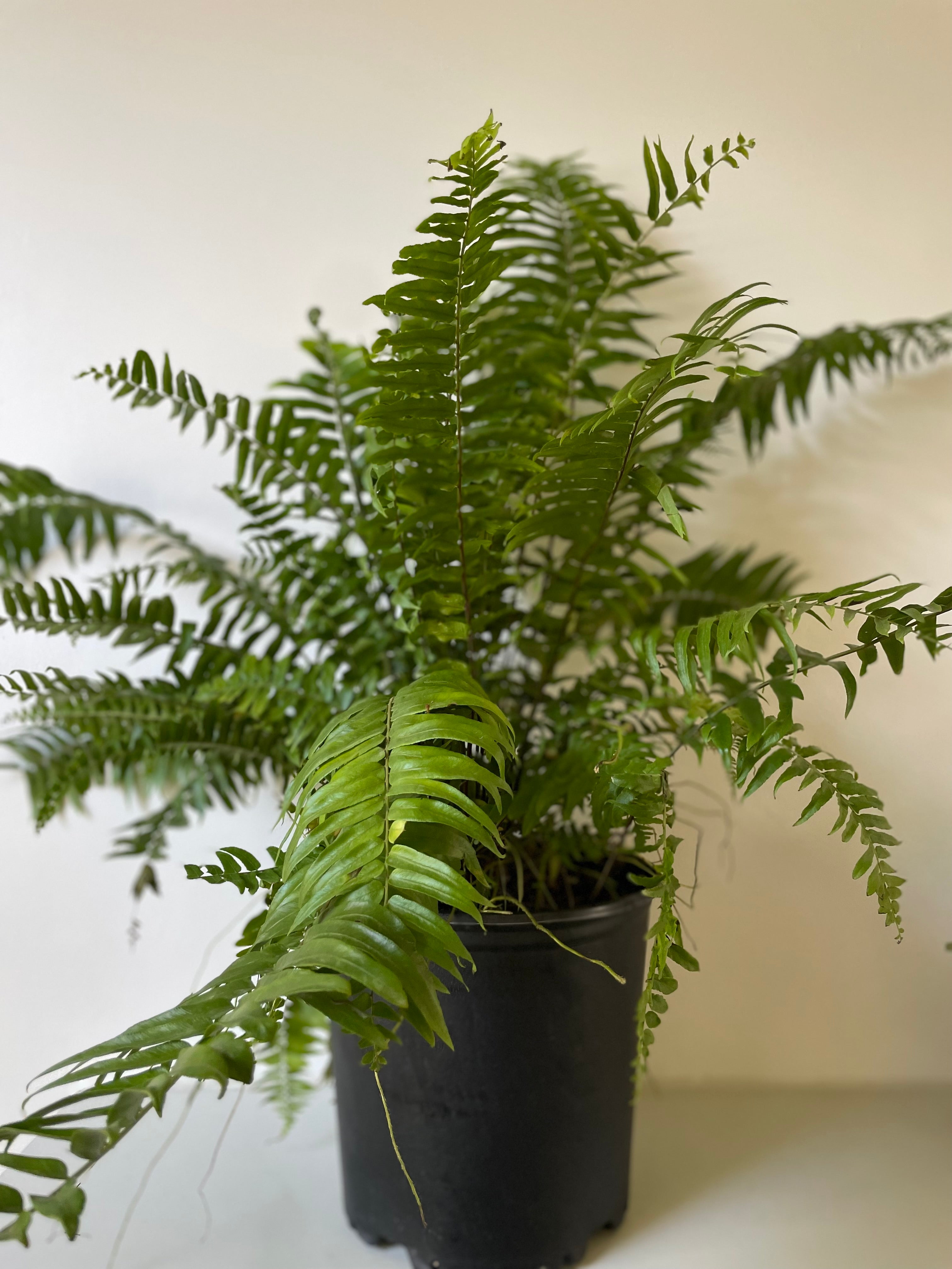 'Macho' Fern