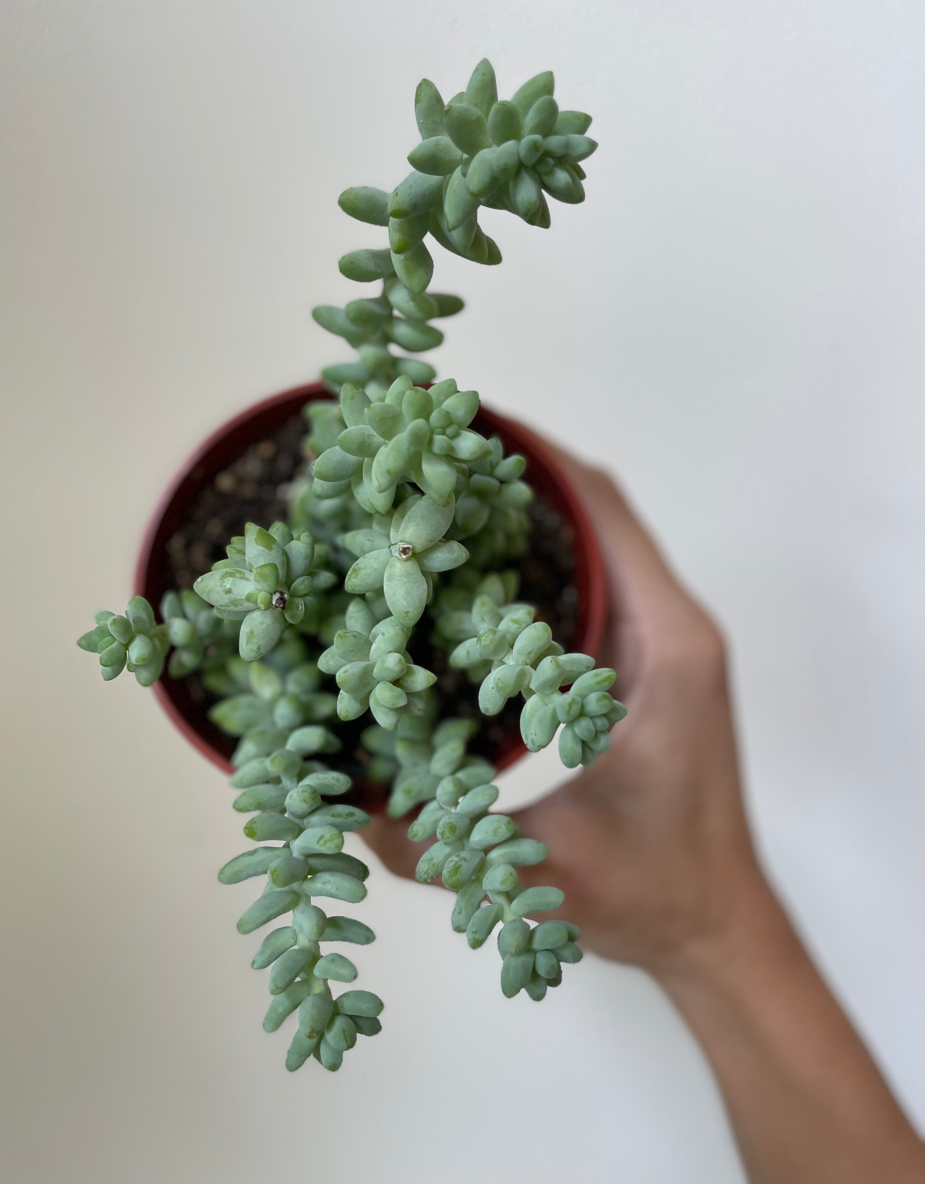 Succulent 'Donkey's Tail'