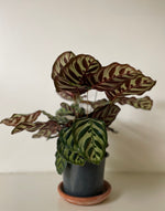 Load image into Gallery viewer, 'Peacock' Makoyana Calathea
