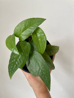 Load image into Gallery viewer, Pothos 'Cebu Blue'
