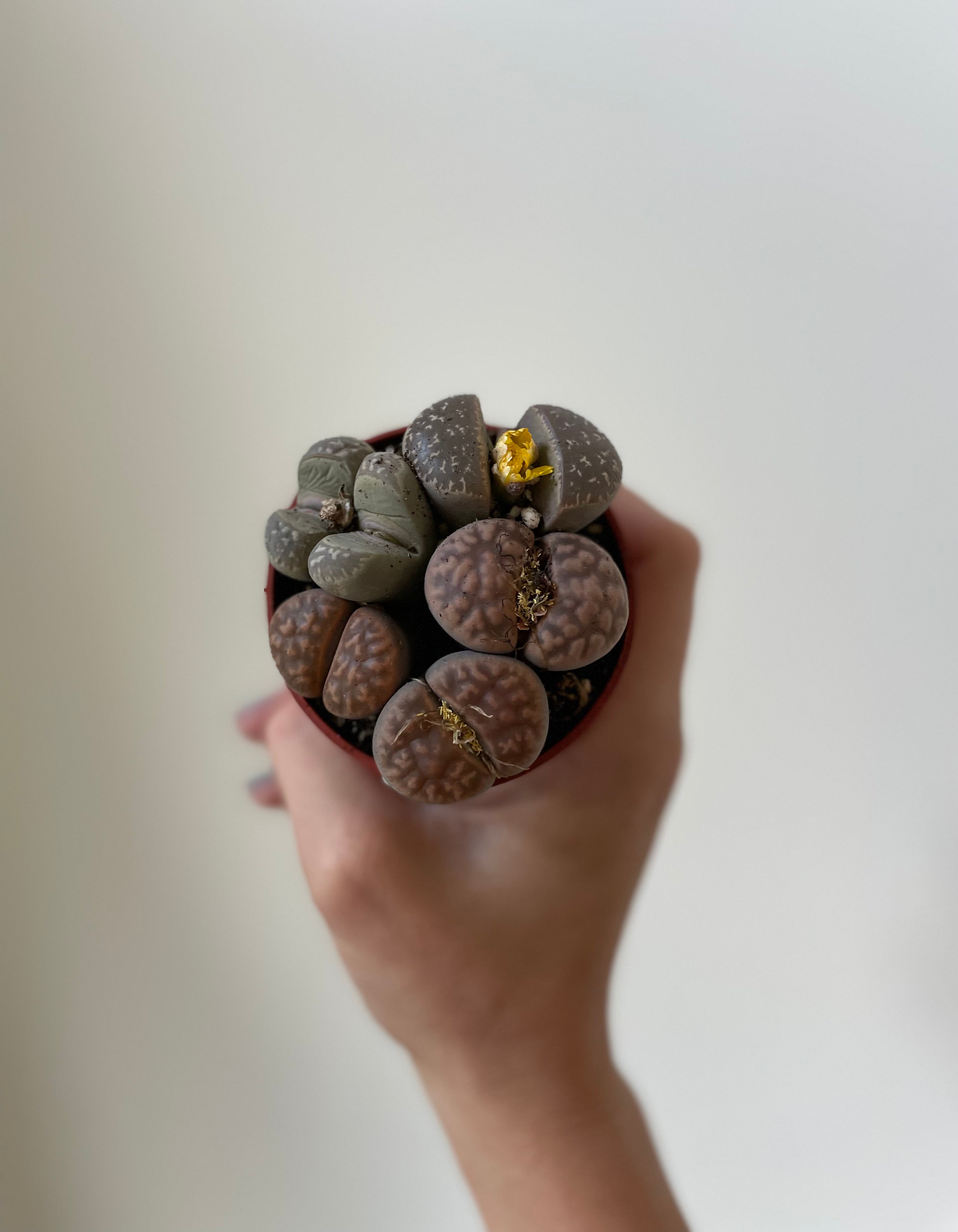 Dirt Bag_lithops