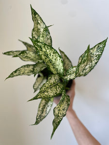 Dirt Bag_ Aglaonema Chinese Evergreen 'First Diamond'