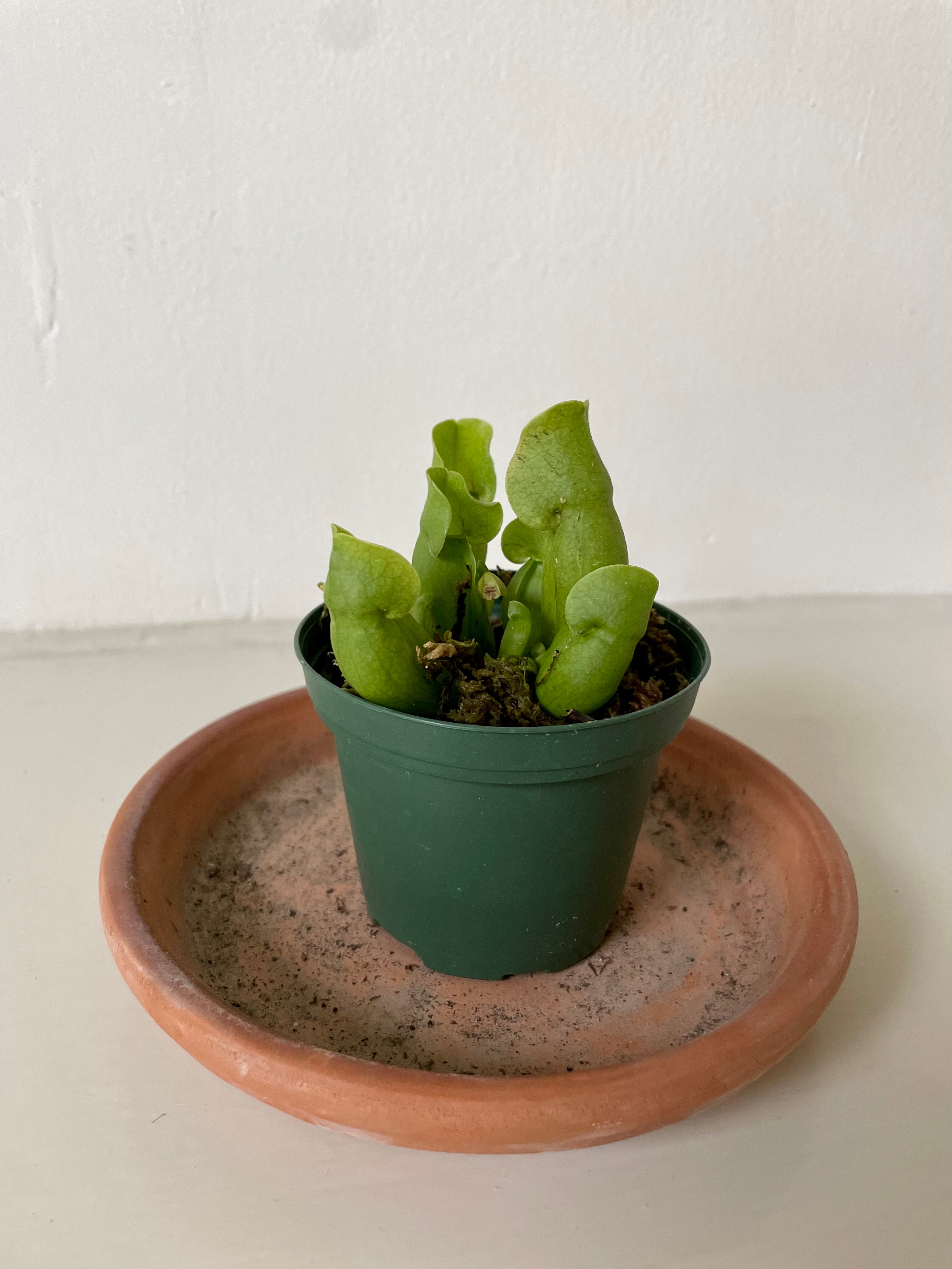 Carnivorous 'Sarracenia' Pitcher Plant