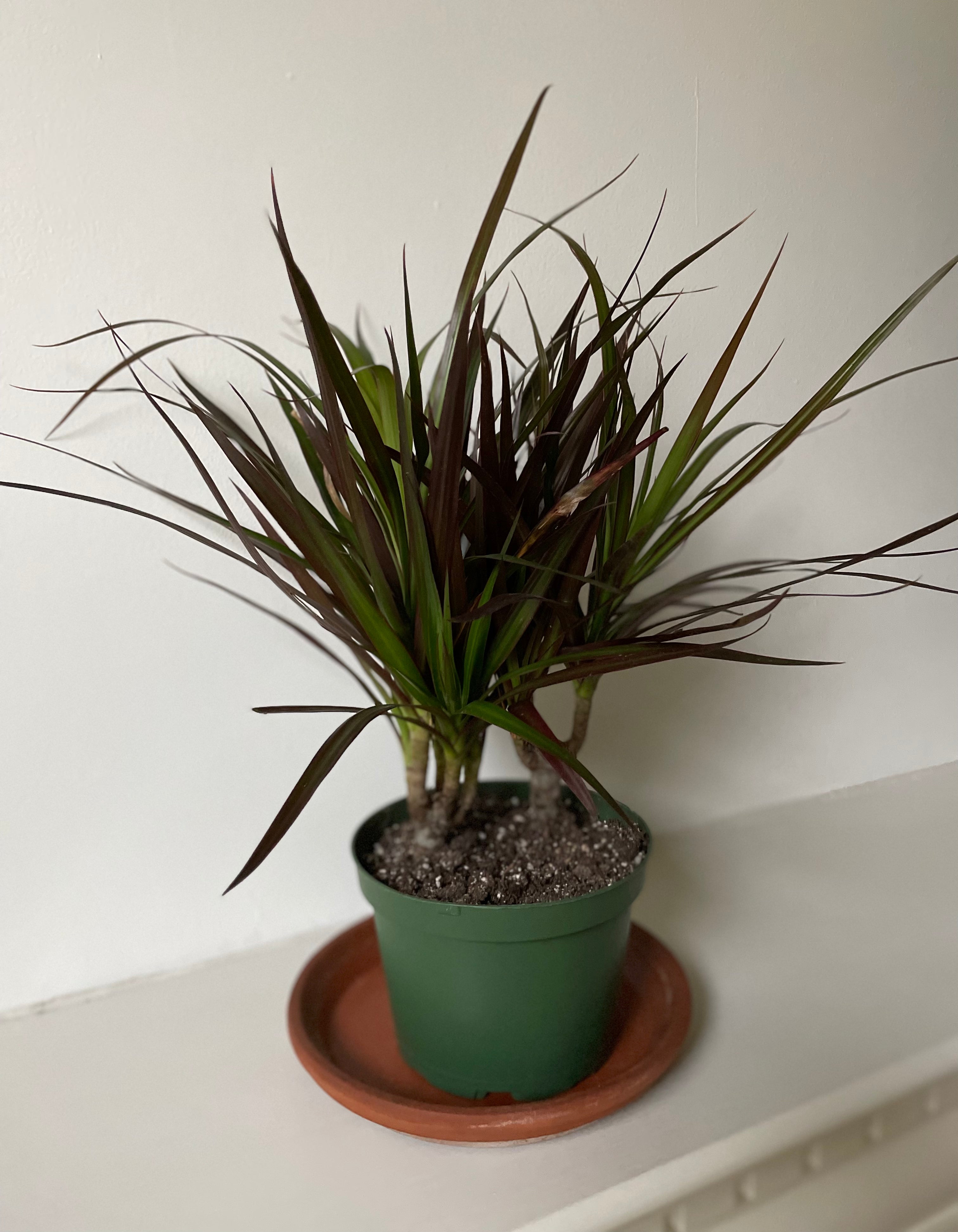 dracaena marginata cutback Dracaena 'Madagascar Dragon Tree' – Dirt Bag