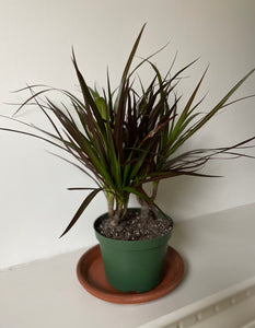 dracaena marginata colorama madagascar dragon tree Dracaena 'Madagascar Dragon Tree' – Dirt Bag