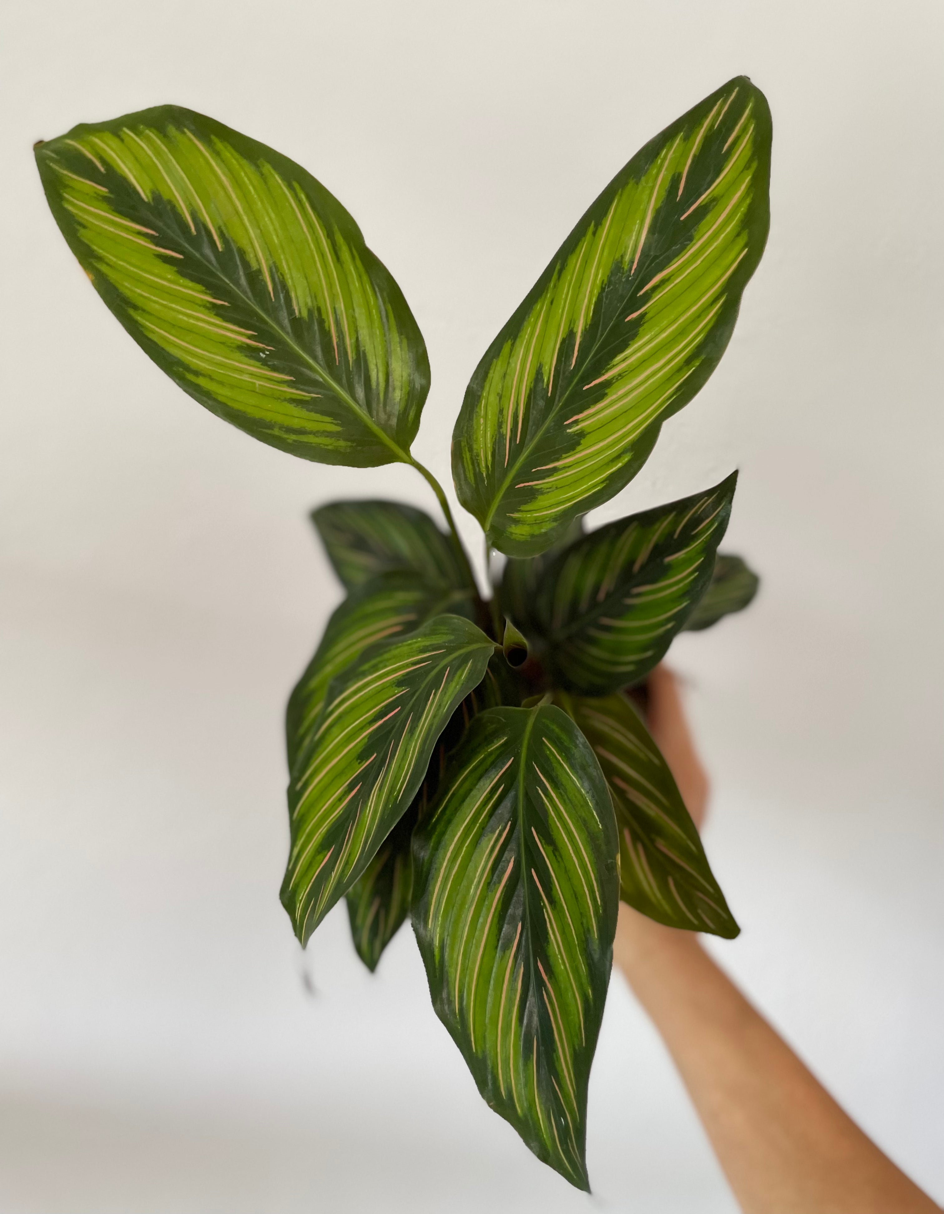 Dirt Bag_Calathea 'Beauty Star'