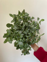 Load image into Gallery viewer, fittonia - Dirt Bag
