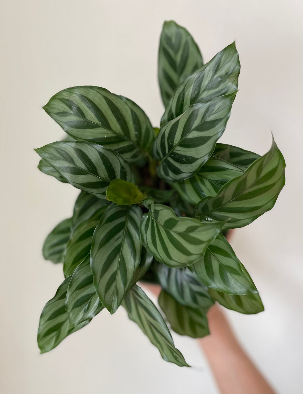 Dirt BAg Calathea Concinna 'Freddie'