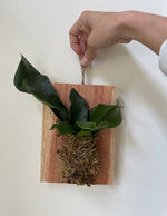 Load image into Gallery viewer, Dirt Bag_ Fern 'Staghorn'
