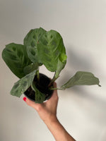 Load image into Gallery viewer, Maranta 'Leuconeura'
