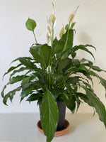 Load image into Gallery viewer, Spathiphyllum 'Peace Lily'

