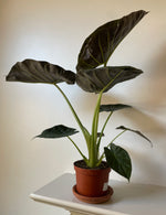 Load image into Gallery viewer, Alocasia 'Regal Shields'
