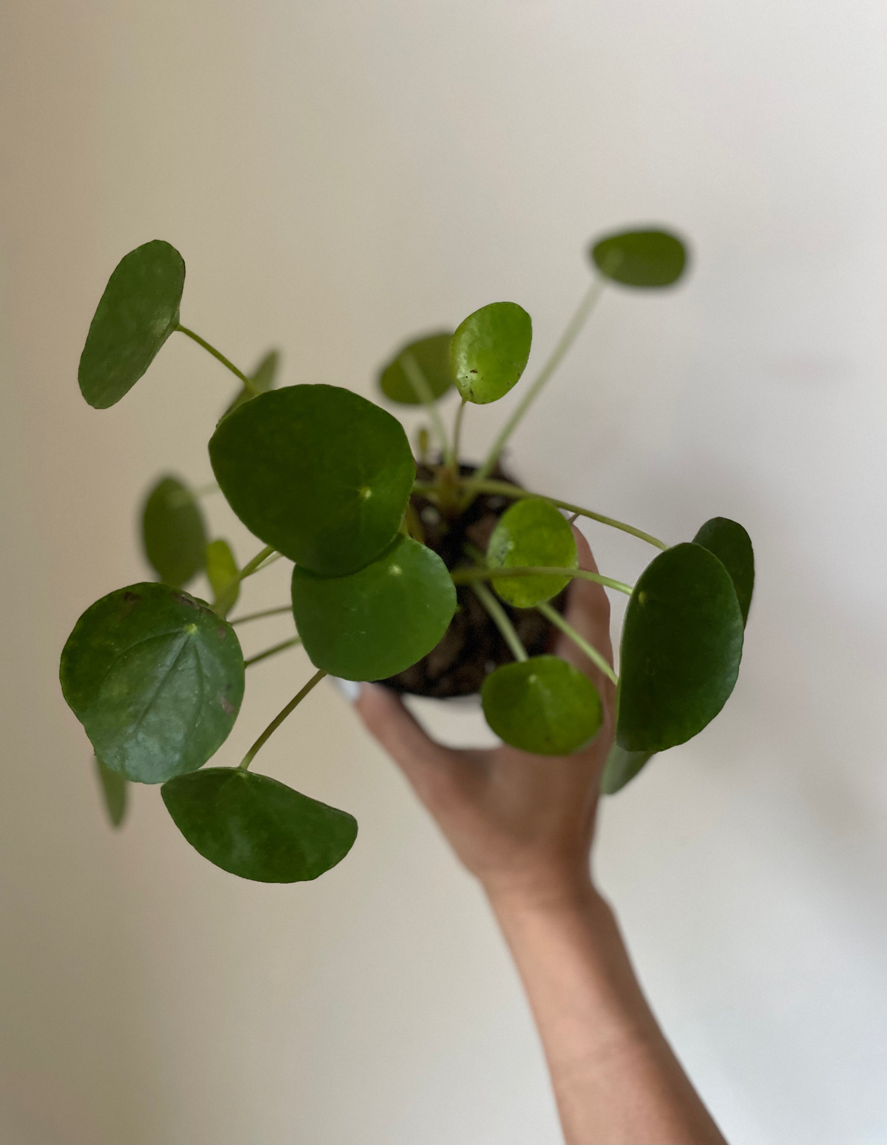 soil mix for chinese money plant Pilea Peperomioides 'Chinese Money' – Dirt Bag