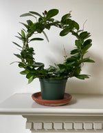 Load image into Gallery viewer, Hoya 'Australis'
