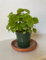 Load image into Gallery viewer, Pilea 'Moon Valley'
