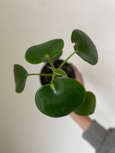 ‘Owl Eye’ Peperomia