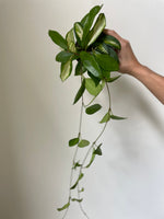 Load image into Gallery viewer, Hoya Carnosa ‘Krimson Princess’
