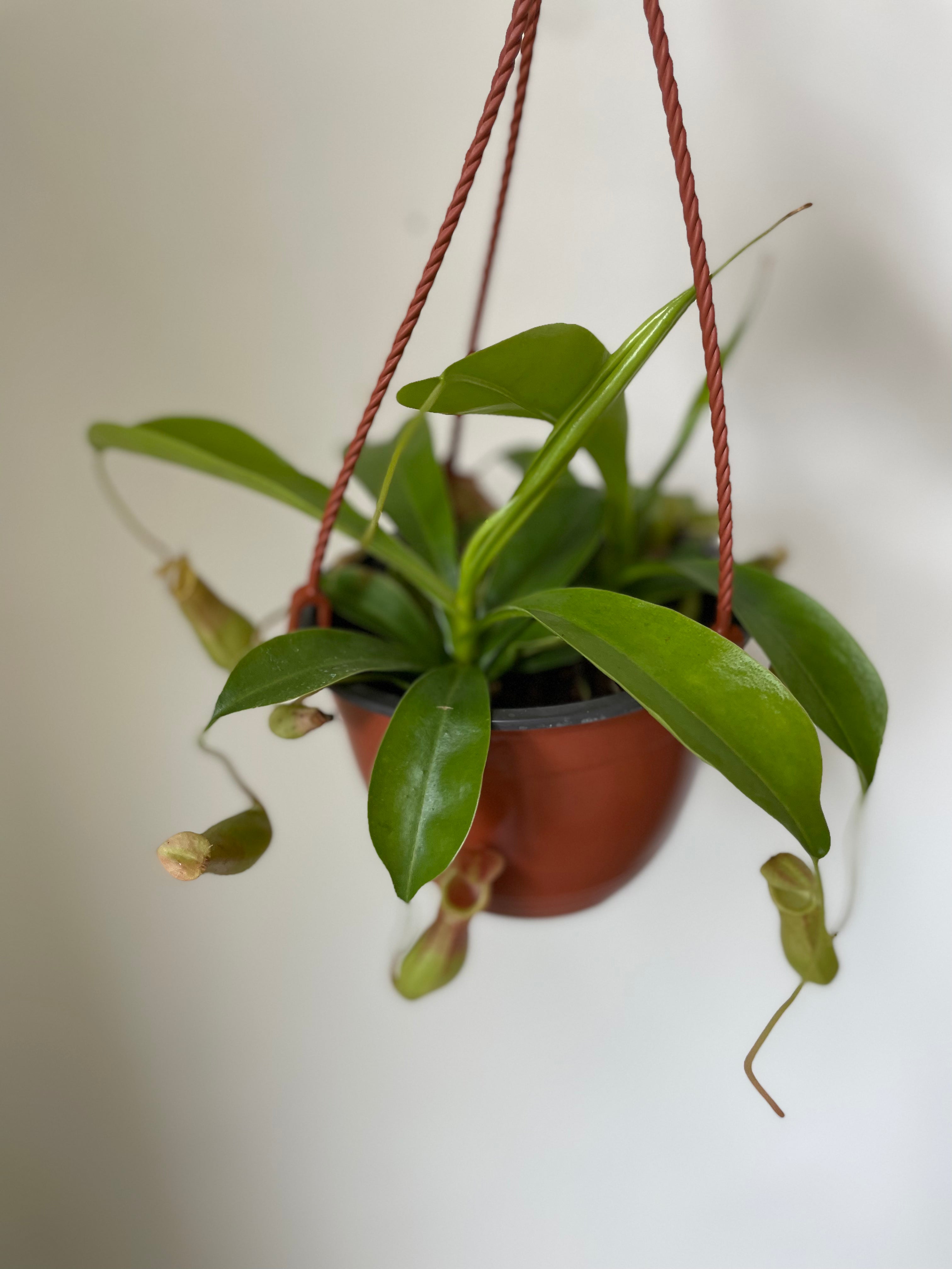 Carnivorous 'Monkey Cup' Plant