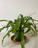 Load image into Gallery viewer, 'Crested Japanese Bird's Nest' Fern
