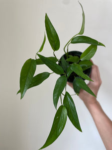 'Baltic Blue' Pothos