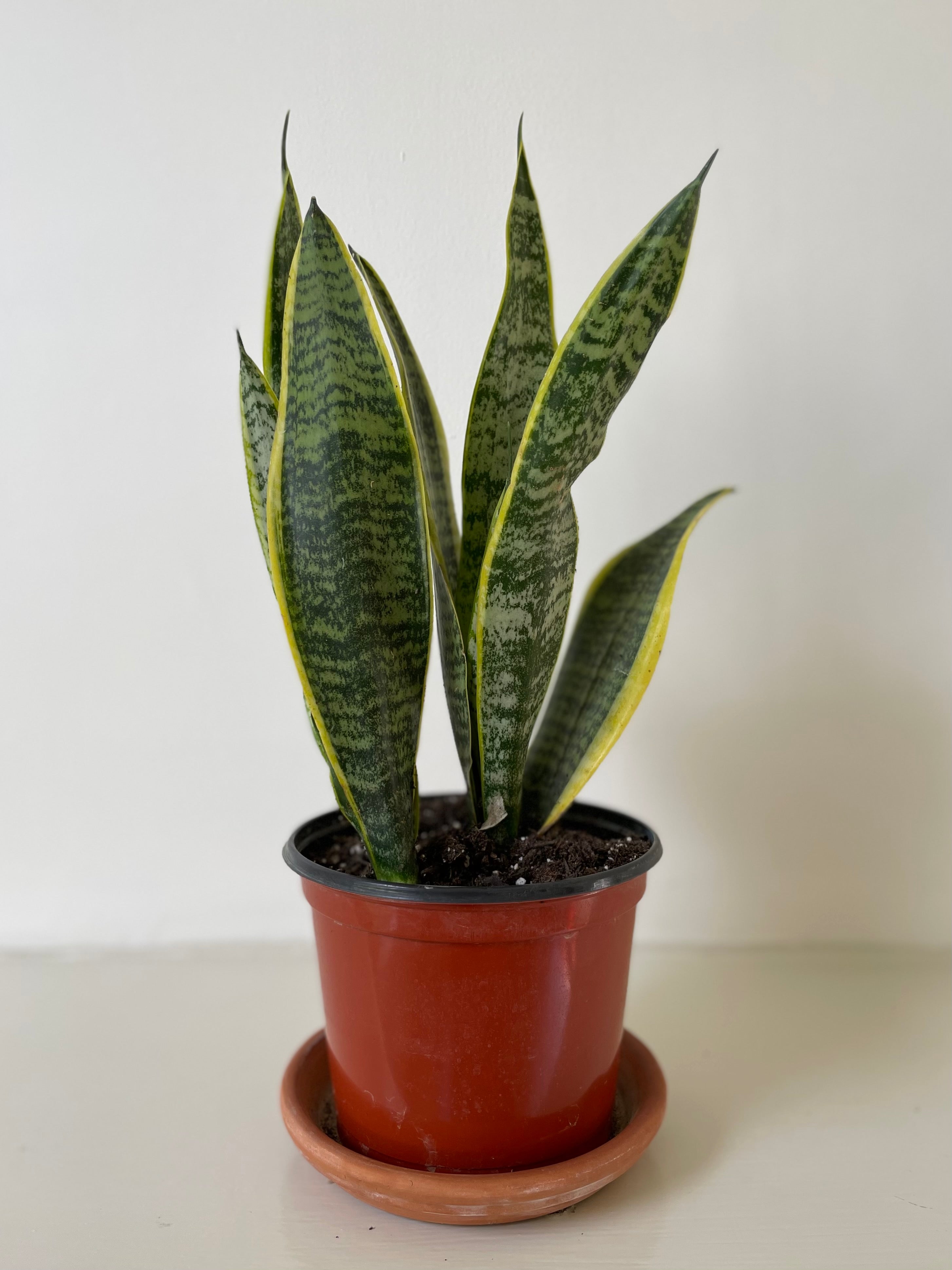 sansevieria braunii Sansevieria 'Laurentii' – Dirt Bag