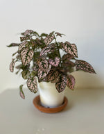 Load image into Gallery viewer, Polka Dot 'Hypoestes'
