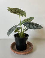 Load image into Gallery viewer, Alocasia Baginda ' Silver Dragon'
