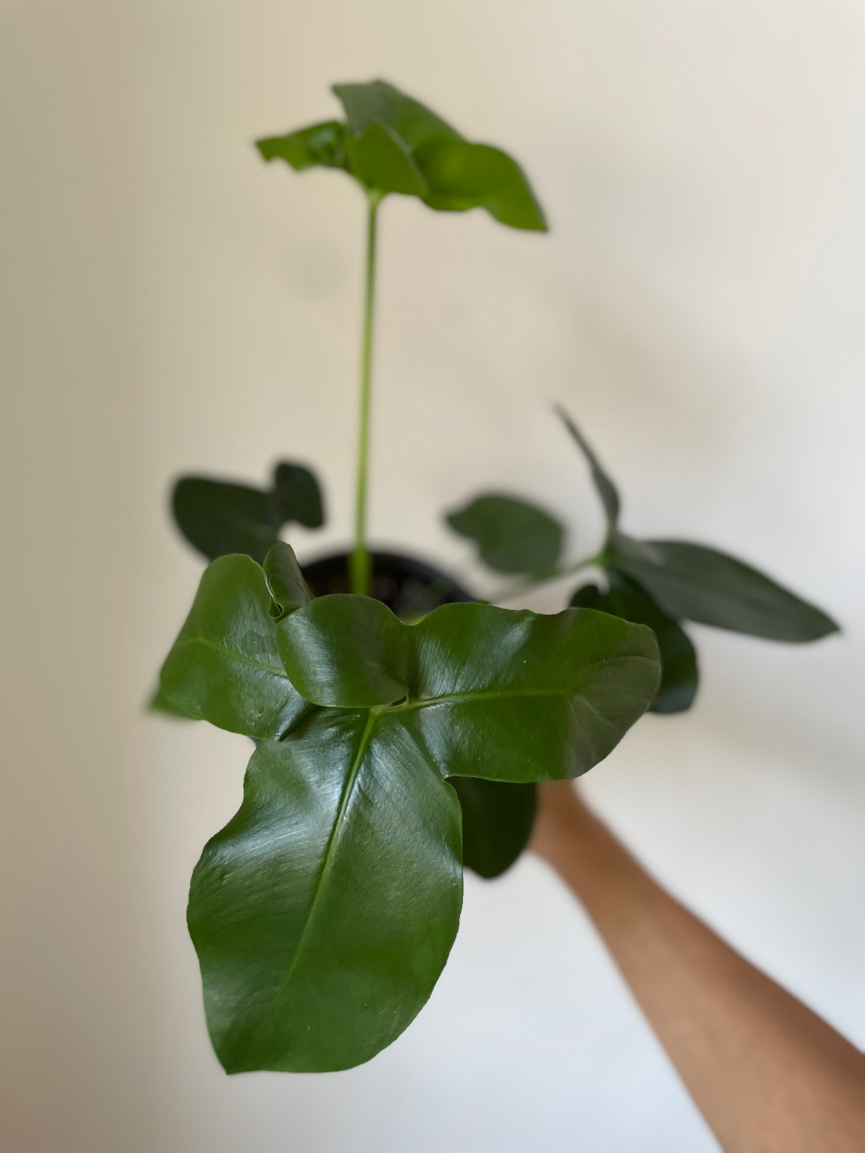 philodendron goeldii size Philodendron 'Goeldii' – Dirt Bag
