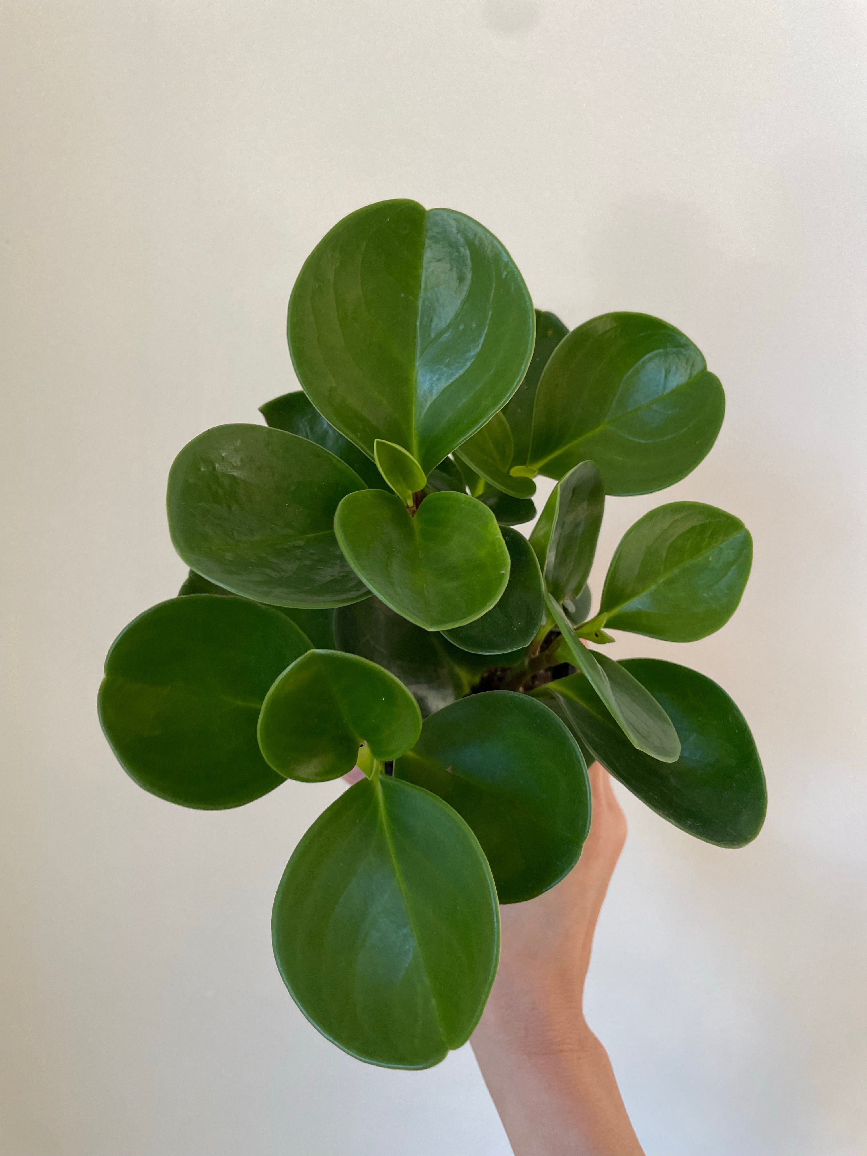 Peperomia Obtusifolia 'Baby Rubber Plant'