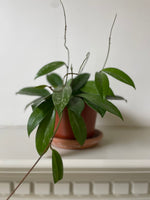 Load image into Gallery viewer, Dirt Bag_Hoya Pubicalyx Splash
