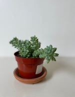 Load image into Gallery viewer, Succulent 'Donkey's Tail'
