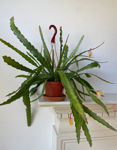 'Orchid Cactus' Epiphyllum