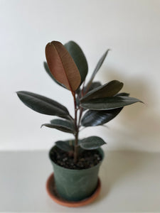 Ficus Elastica 'Burgundy' Rubber Plant