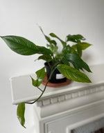 Load image into Gallery viewer, Raphidophora 'Tetrasperma
