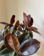 Load image into Gallery viewer, Ficus Elastica 'Ruby'
