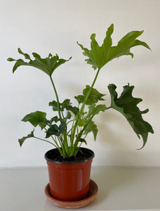 Philodendron 'Lickety Split'