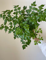Load image into Gallery viewer, Dirt Bag_ Aralia 'China Doll'
