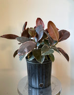 Load image into Gallery viewer, Ficus Elastica 'Ruby'
