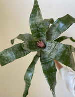 Load image into Gallery viewer, Dirt Bag_ Bromeliad 'Silver Vase'
