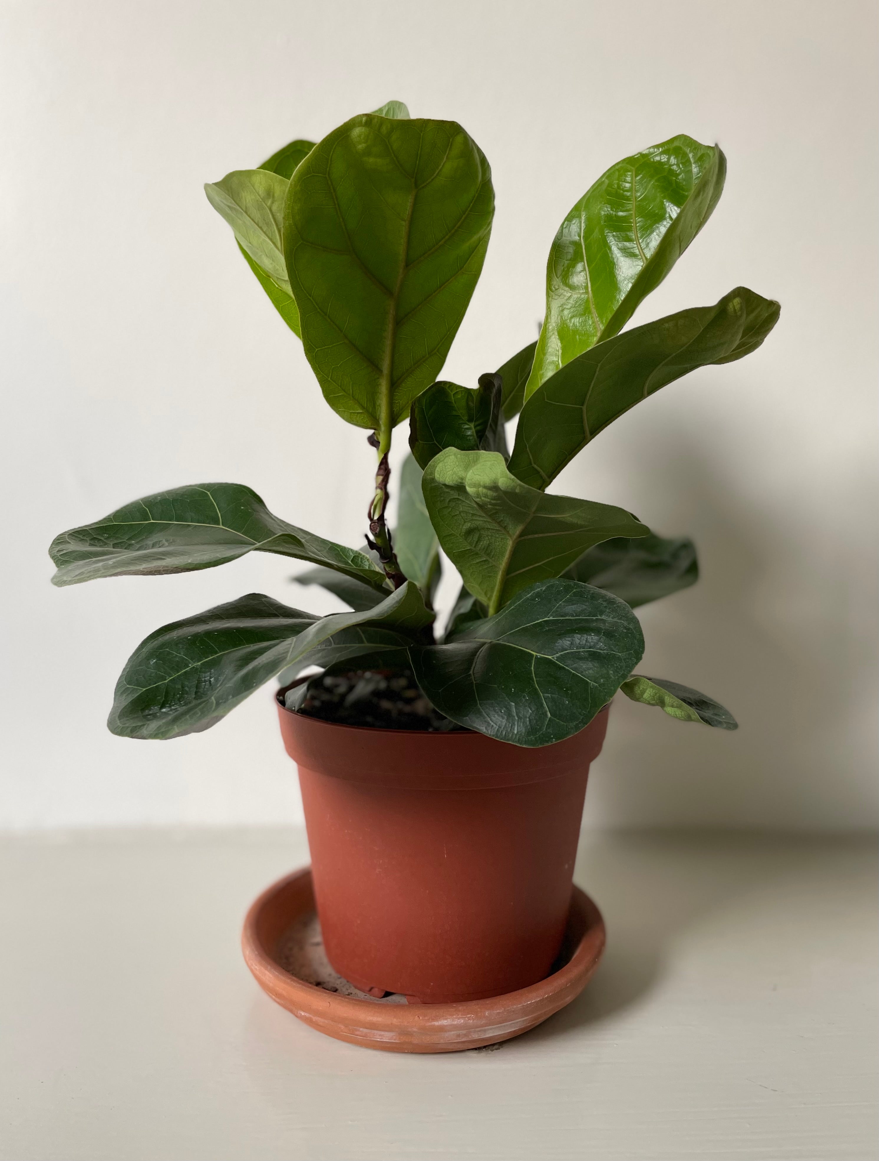 fiddle leaf fig dirt Ficus Lyrata 'Fiddle Leaf Fig' – Dirt Bag