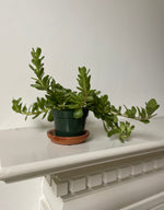 Load image into Gallery viewer, Crassula Ovata 'Jade Plant'
