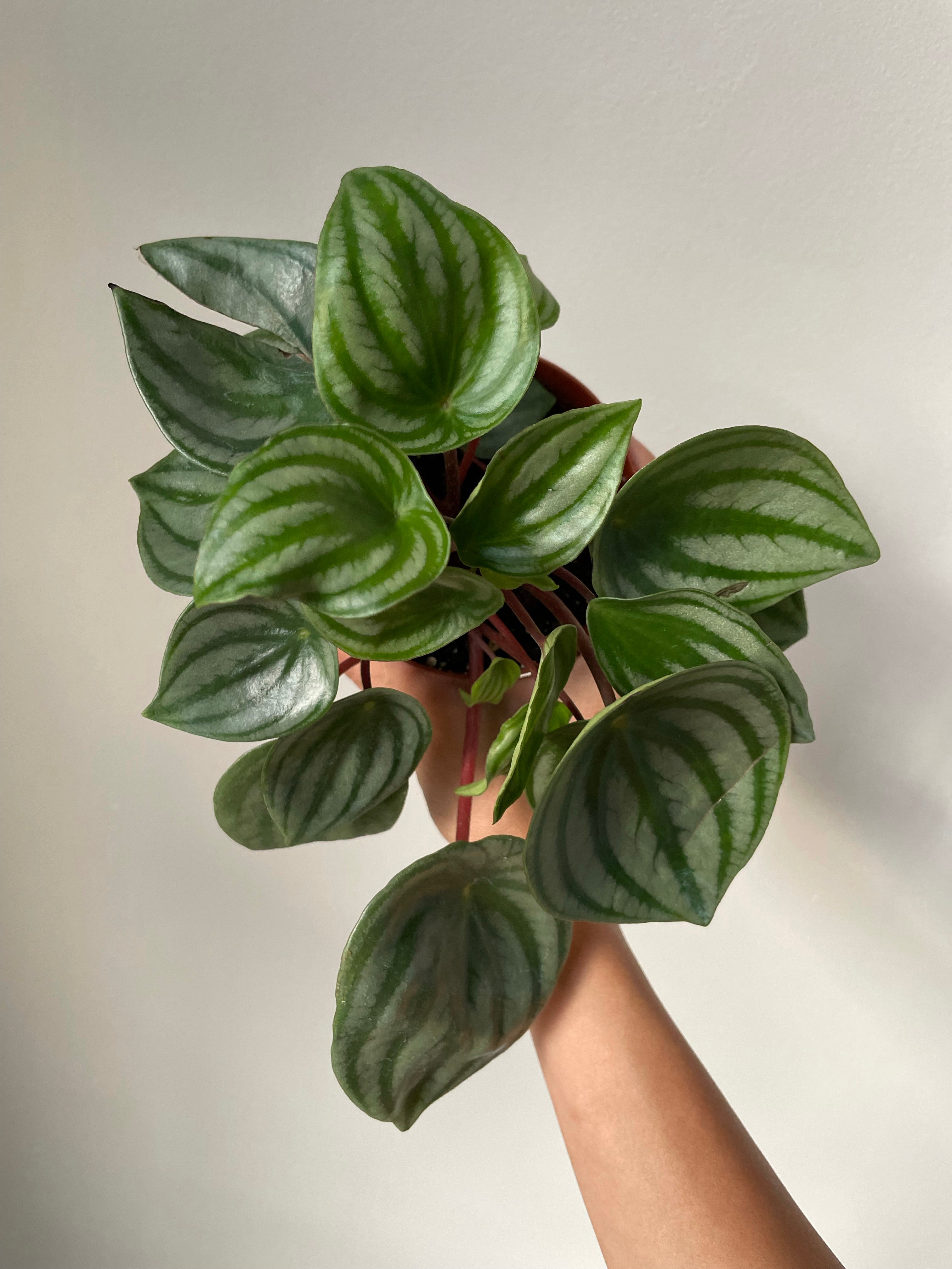 watermelon peperomia