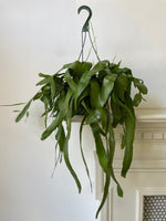 Load image into Gallery viewer, Epiphyllum Oxypetallum 'Queen of the Night'

