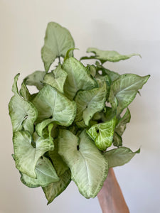 dirty_pothos twitter Syngonium 'White Butterfly' – Dirt Bag