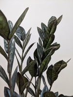 Load image into Gallery viewer, Wet My Plant ZZ 'Raven' Plant
