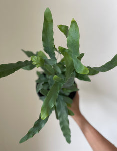 Blue Star Fern