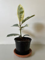 Load image into Gallery viewer, Ficus Elastica 'Tineke'
